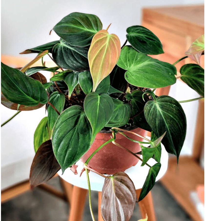 philodendron micans  on a table